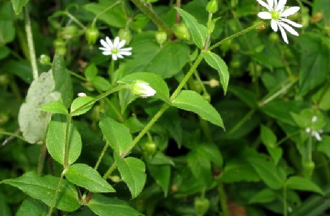 Rau xương cá thường mọc dại ở trong vườn nhà hoặc ven sông, ven suối những nơi có nhiệt độ ẩm ướt, ít nắng.