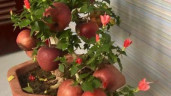 Choáng với những "cú lừa" khi mua cây cảnh trưng Tết: Mua táo lùn nở ra... hoa dâm bụt