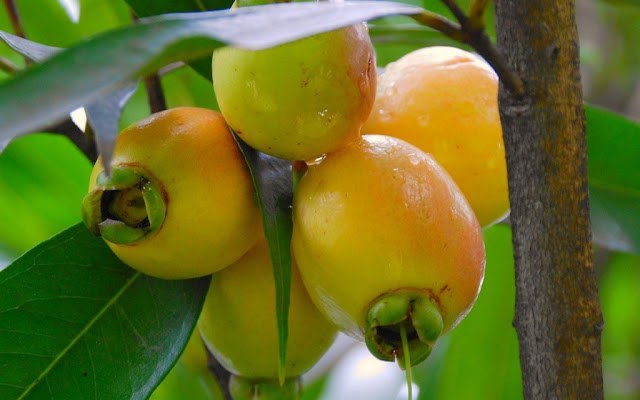 Xưa gia đình nào ở miền Tây cũng trồng cây lý để lấy quả ăn chơi. Song khi xã hội phát triển, ít ra đình trồng nên trái lý rất ít xuất hiện trên thị trường Việt Nam.
