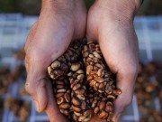 Clip Eva - Anh nông dân 'tay ngang' trên đất Tây Nguyên và hành trình làm cà phê chồn