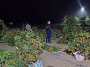 Tin tức - Thanh niên chặt phá hàng chục cây quất cảnh Tết của người dân: Bất ngờ nguyên nhân
