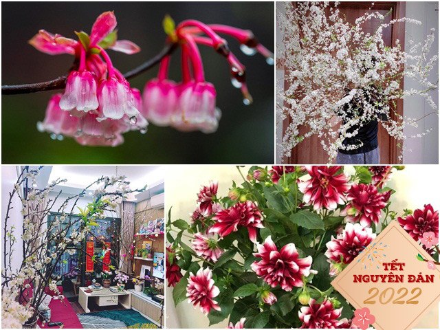 Hoa cắm Tết hot trend 2022: Loại nào cũng đẹp mê mẩn, giá cả triệu chị em vẫn săn lùng