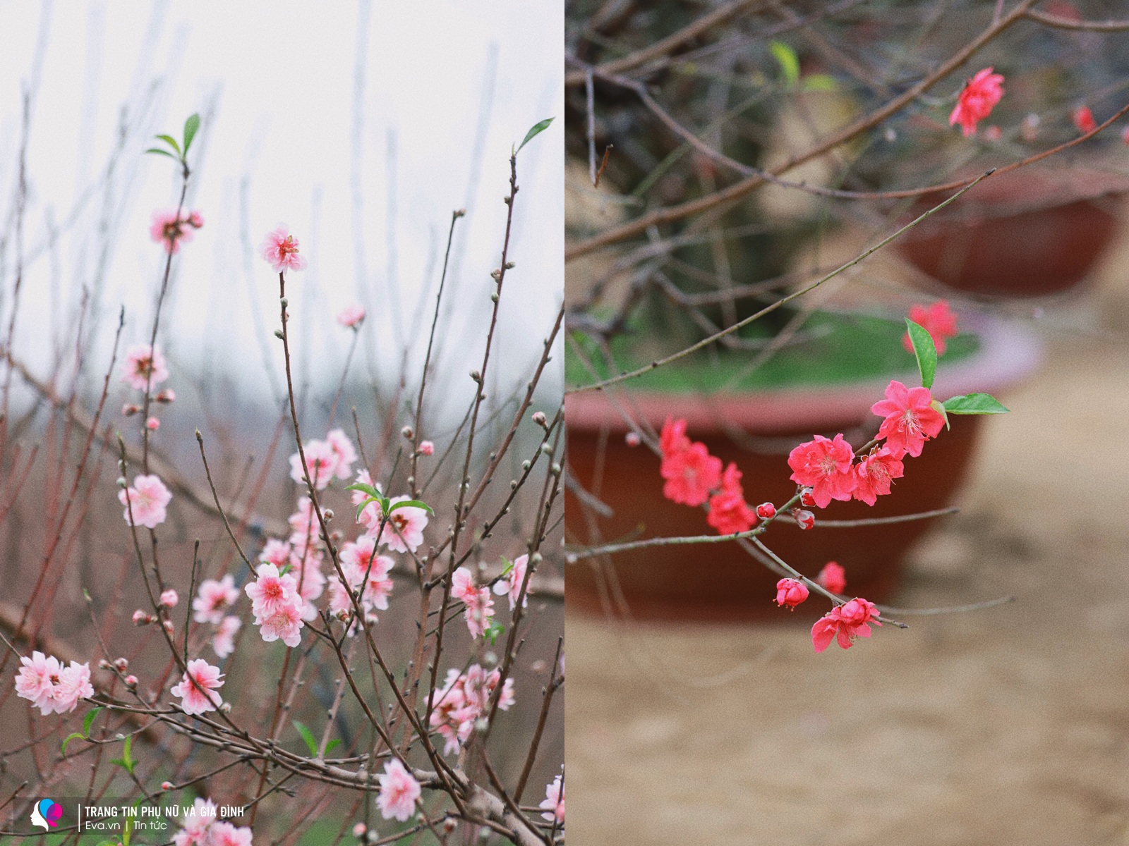 Cánh hoa đào hồng thắm và đỏ rực xua đi cái lạnh của mùa đông, khiến lòng người thêm ấm áp hơn trong dịp Tết đến xuân về.