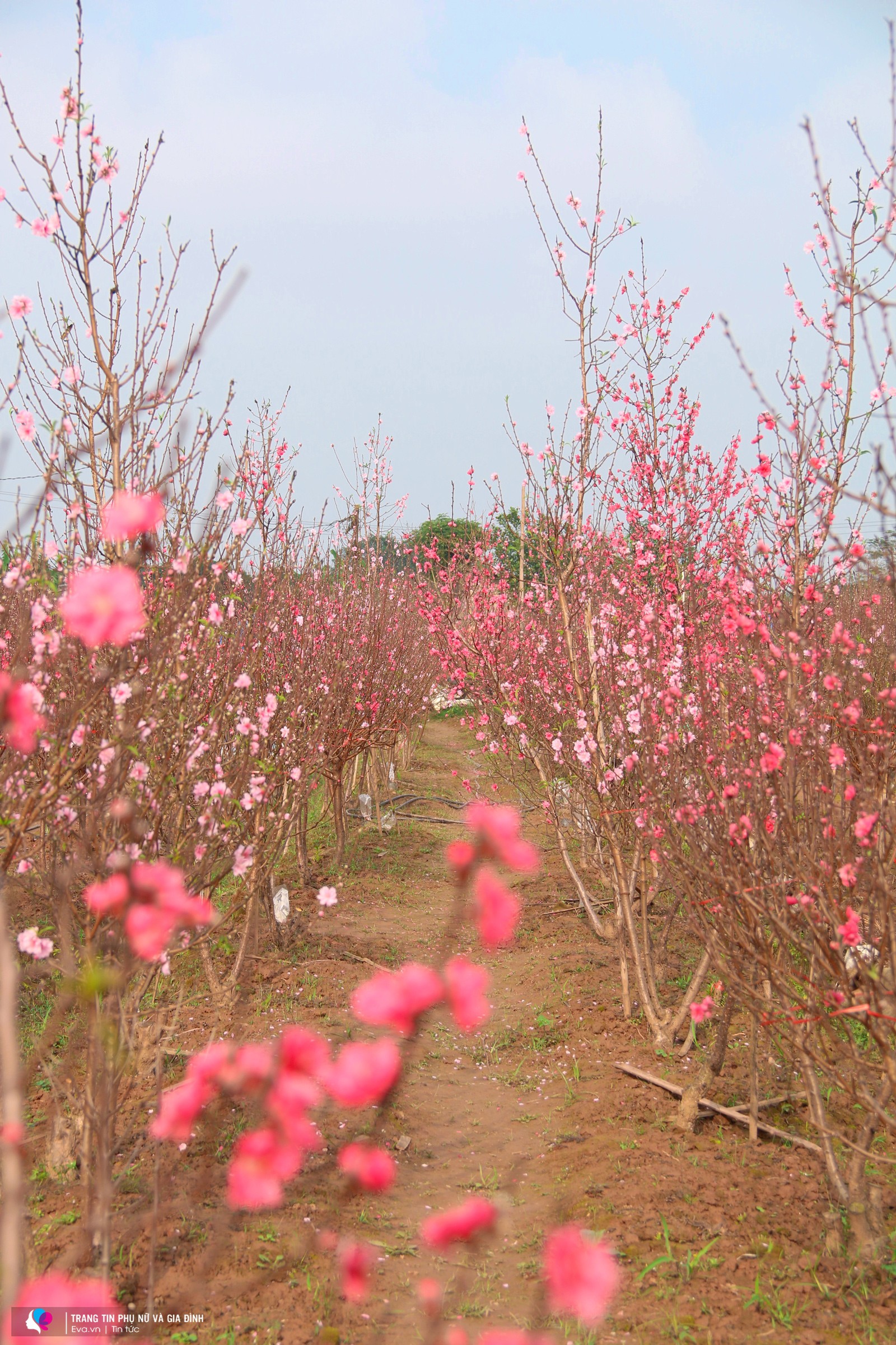 Vườn đào nở rộ sắc hồng khiến người ta cảm giác như đặt chân đến chốn tiên cảnh.