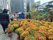 Tiêu dùng - 3 loại hoa cúc "ngon- bổ- rẻ" được mua nhiều nhất dịp Tết Nguyên đán 2022