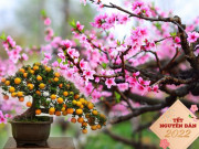 Sức khỏe - Tết lộc - năm an, trưng ngay 8 loại cây, hoa này để may mắn lại khỏe cả năm