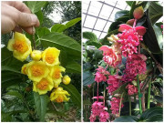 Nhà đẹp - 5 cây cảnh bày Tết độc lạ, xa hoa, ai nhìn cũng xuýt xoa nhưng chỉ nhà giàu mới chơi