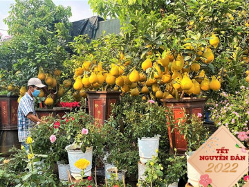 Tết 2022 cận kề: Cây cảnh ở TP.HCM giảm giá vẫn ế chỏng chơ, hoa Tết hút khách