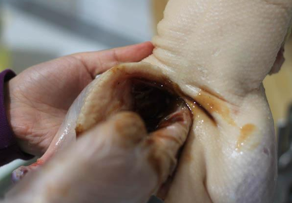 Cho gia vị vào bên trong con vịt để ướp