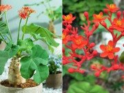 Nhà đẹp - 6 loại cây cảnh đẹp nhưng tuyệt đối không trồng trong nhà