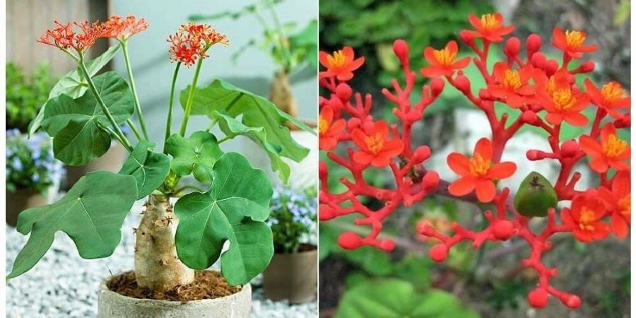 6 loại cây cảnh đẹp nhưng tuyệt đối không trồng trong nhà - 3