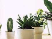 Nhà đẹp - Thấy cây cảnh có đặc điểm này, đẹp rẻ đến mấy cũng không nên "rước" về