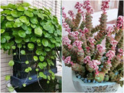 Nhà đẹp - 3 cây cảnh có ý nghĩa tiền tài, nghe tên đã thấy sung túc, dư dả