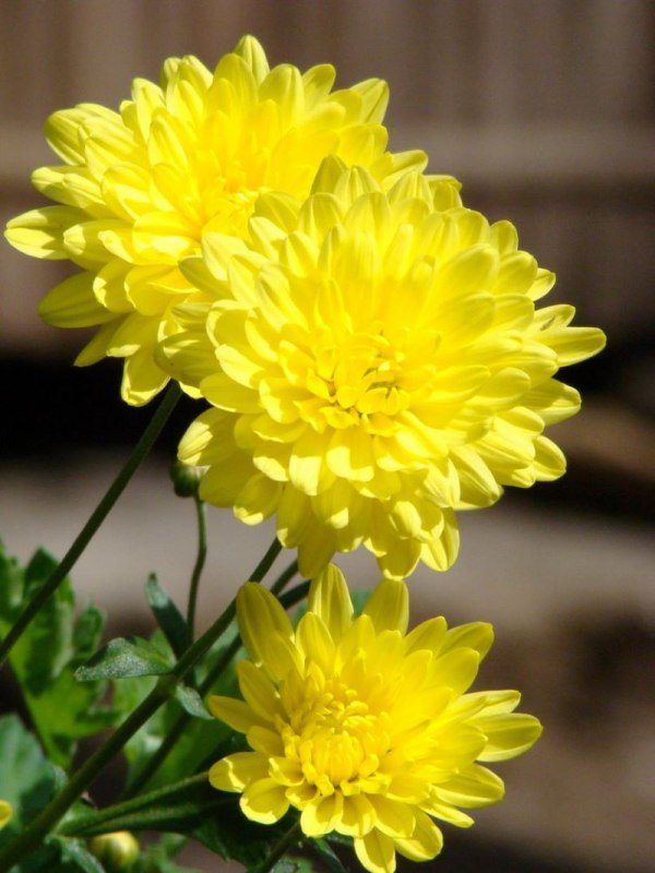 Hoa cúc sau Tết đừng vứt đi phí của, cắt cành ra giâm vài tháng sau có hoa mới - 2