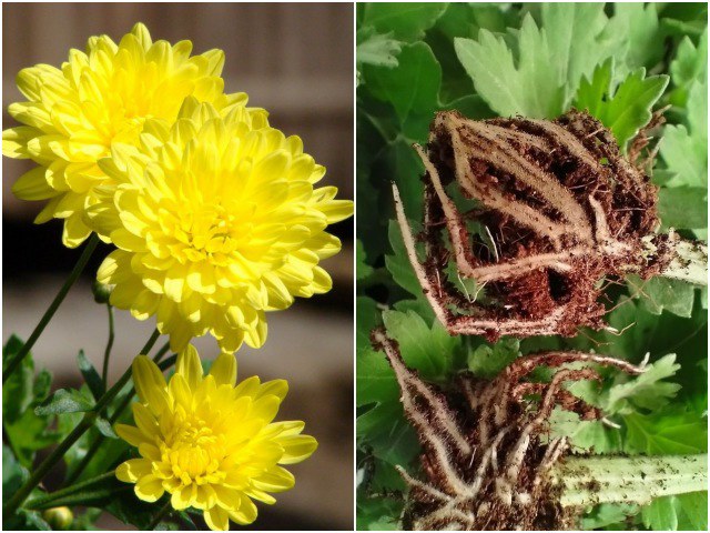Hoa cúc sau Tết đừng vứt đi phí của, cắt cành ra giâm vài tháng sau có hoa mới