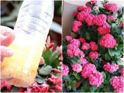 Nhà đẹp - Cây cảnh sợ nhất 2 loại "nước thối rễ" quen thuộc mà nhiều người tưới cây hàng ngày