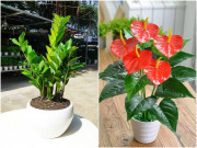 Nhà đẹp - Đầu năm mua cây lấy lộc đừng bỏ qua 5 loại cây là hiện thân của Thần Tài này
