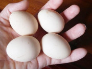 Bếp Eva - Mua trứng gà nên chọn quả to hay nhỏ? Sự thật bất ngờ ai cũng “ngã ngửa”