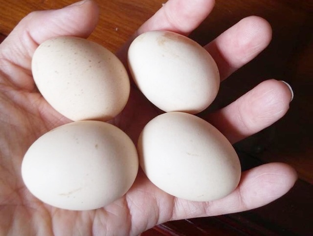 Mua trứng gà nên chọn quả to hay nhỏ? Sự thật bất ngờ ai cũng “ngã ngửa” - 3