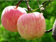 Eva tám - Trắc nghiệm tâm lý: Quả táo bạn muốn ăn tiết lộ điều may mắn nhất trong cuộc sống