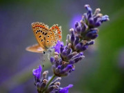 Eva tám - 3 kiểu người này là nham hiểm nhất, bề ngoài có tốt đến đâu cũng chớ kết thân