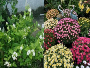 Nhà đẹp - Muốn cây cảnh này nở hoa phải "cắt trọc", càng mạnh tay càng rực rỡ