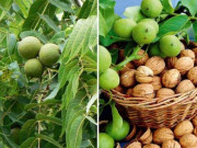 Xem ăn chơi - Loại quả có tên vô cùng độc lạ, trở thành đặc sản được chị em nội trợ yêu thích, 350.000/kg