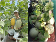 Nhà đẹp - Trồng thử ăn thật: Ông bố Sài Gòn thành công thu hoạch 200kg dưa lưới mỗi vụ