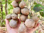 Xem ăn chơi - Loại quả xưa có đầy không ai hái, giờ thành đặc sản được ưa chuộng đến lạ, 120.000/kg