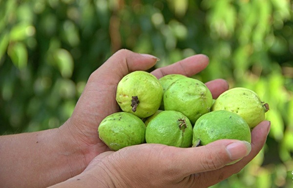 8 loại quả trẻ ăn vào thì ngày càng cao lớn, người trưởng thành không lo xương yếu - 4