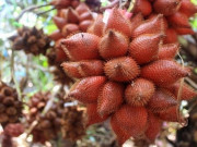 Xem ăn chơi - Loại quả xưa có đầy không ai ăn, giờ thành đặc sản được yêu thích đến lạ, 260.000/kg