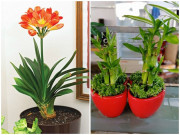 Nhà đẹp - 4 loại cây đầu năm nên đặt trên bàn làm việc, nghe tên đã thấy tiền đầy túi