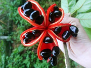 Lifestyle - Loại quả chỉ có ở Cao Bằng, giờ là đặc sản được bán với giá 100.000đồng/kg, công dụng tuyệt vời