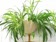 Nhà đẹp - "Bắt bệnh" cho cây cảnh vào mùa xuân, thấy hiện tượng này phải đổi chậu ngay