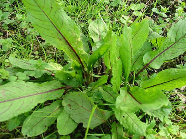 Loại rau xưa có đầy không ai ăn, giờ thành đặc sản được chị em ăn lùng vì ngon, 200.000/kg