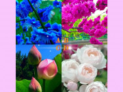 Eva tám - Trắc nghiệm tâm lý: Bông hoa đẹp nhất tiết lộ sức cuốn hút của bạn