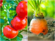 Nhà đẹp - Những loại cây không ưa gì nhau, trồng cạnh chỉ tốn công chăm, thành quả ra bé tí