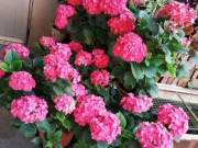 Nhà đẹp - Để nuôi sống 1 chậu cây cảnh thật lâu cần nhớ rõ 5 bí quyết này