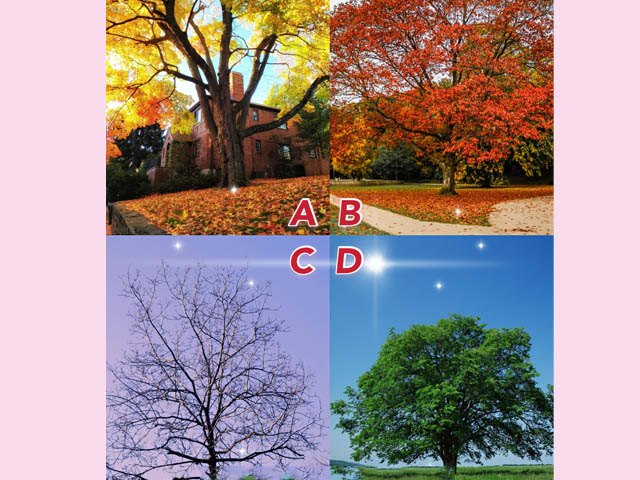 Trắc nghiệm tâm lý: Bạn muốn ngồi nghỉ dưới gốc cây nào?