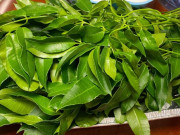 Xem ăn chơi - Loại lá xưa không ai ăn, phải vứt đi giờ thành đặc sản được nhiều người "chết mê", 70.000/kg