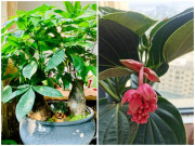 Nhà đẹp - 4 cây cảnh "tiền tài", "vàng bạc châu báu", gia đình giàu có rất thích trồng