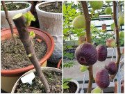 Sung trồng trong chậu mùa đông bón phân, sang mùa xuân sẽ càng nhiều trái và ngọt