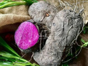 Xem ăn chơi - Xưa là món ăn cứu đói, giờ thành đặc sản được người giàu "săn lùng" vì ngon, 65.000/kg