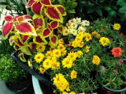 Nhà đẹp - "Nhìn chằm chằm" mà cây cảnh vẫn phát triển kém, đó là vì bạn làm sai 3 điều