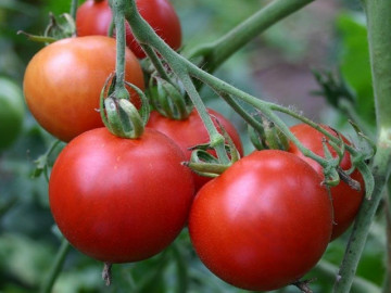 Bà bầu ăn cà chua được không? Lưu ý khi mẹ bầu ăn cà chua