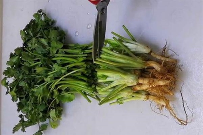 Tự tay trồng rau mùi, có thể hái trong 10 ngày, chăm một vụ có thể ăn trong nửa năm - 3
