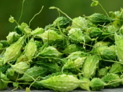 Xem ăn chơi - Loại quả rừng xưa có đầy, giờ thành đặc sản hiếm, người thành phố muốn mua cũng khó, 100.000/kg