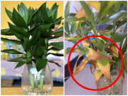 Nhà đẹp - Chăm trúc phát lộc không thể bỏ qua 3 loại nước này để cây phát triển thịnh vượng