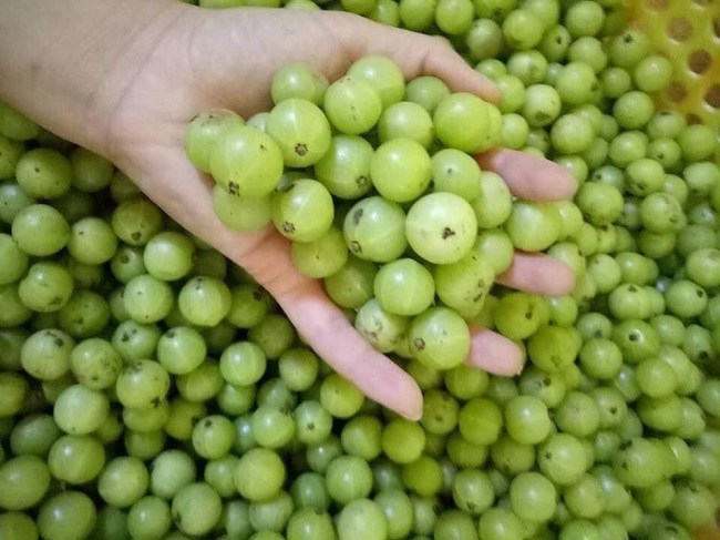 Cũng theo chị Kiều Giang, xưa ở quê chị muốn ăn mắc kham vô cùng dễ, chỉ cần đi ra đường là có thể hái về ăn.