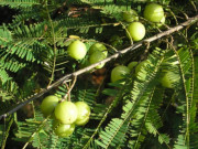 Xem ăn chơi - Đặc sản xưa chín rụng đầy vườn, giờ được người giàu có ưa chuộng vì hương vị lạ, 150.000 đồng/kg